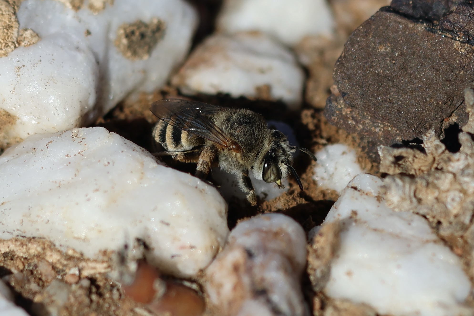 Solitary male bee