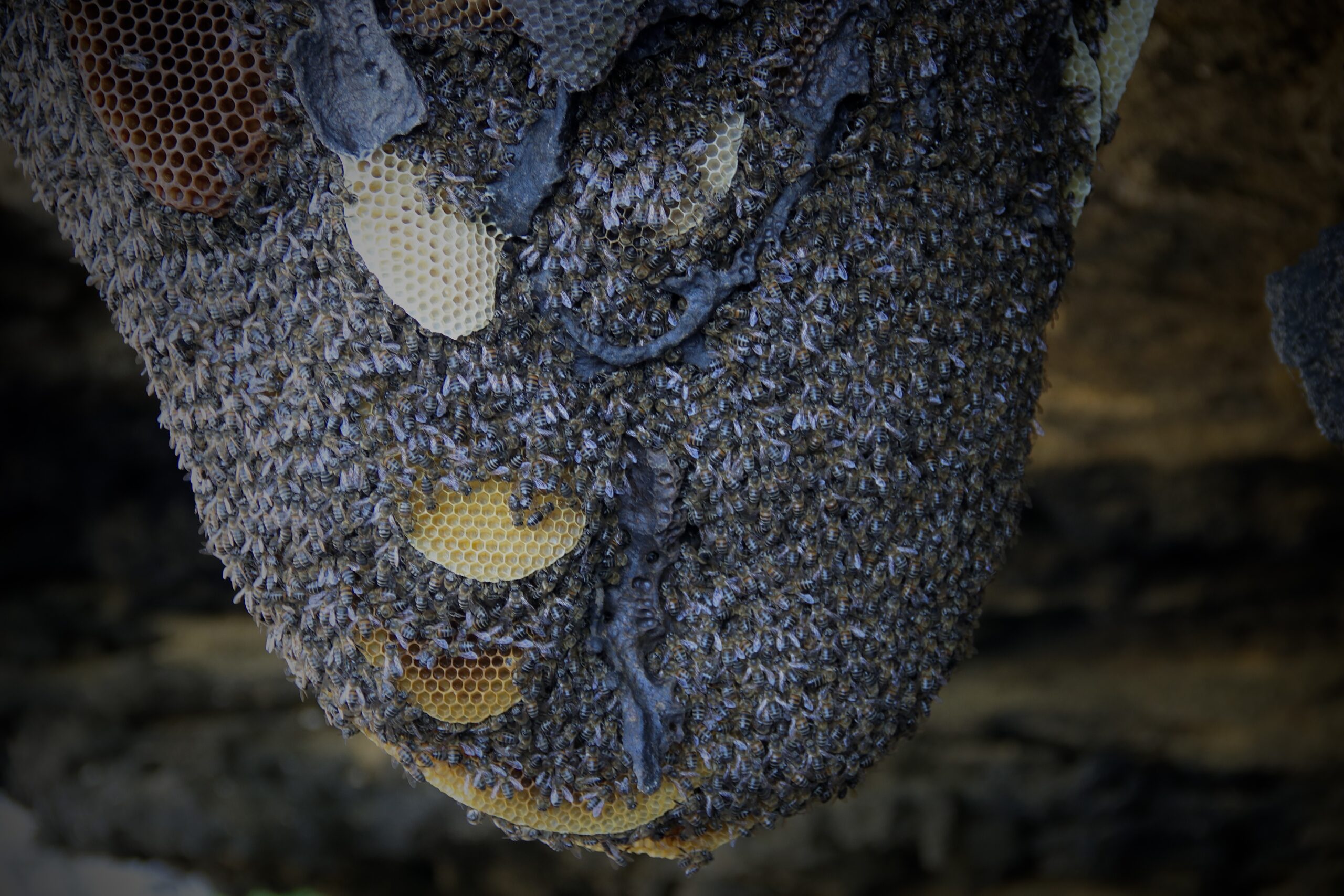 Wild living honeybees